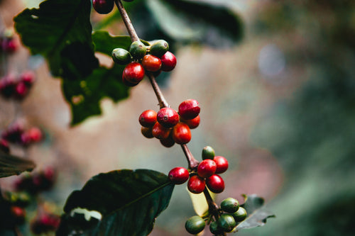 Decaf single origin Colombia